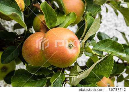 .Cox Orange Pippin apples growing on a tree in a German garden 86737742