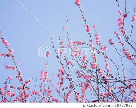 梅花13粉色 86737982