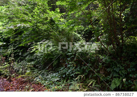 Beautiful green dense forest landscape 86738027