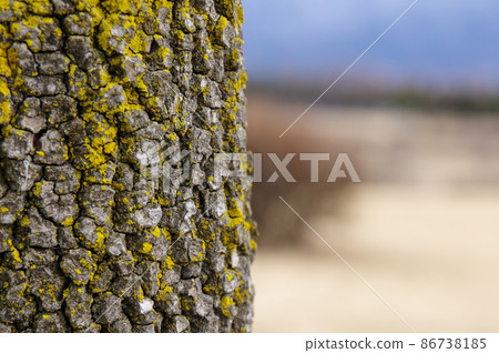 Shooting the trunk and space of a tree in two ways 86738185