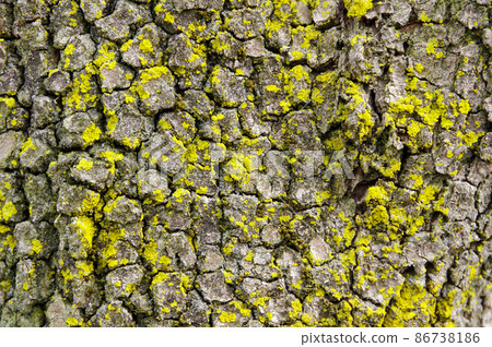 Close up of tree trunk Close up of tree trunk 86738186