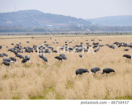 Hooded crane 1 86738437