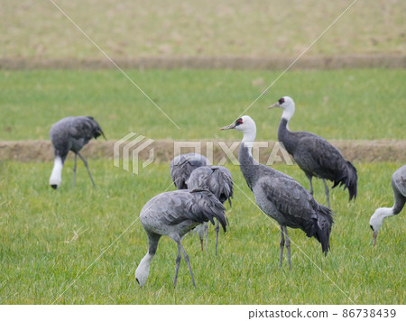 Hooded crane 2 86738439