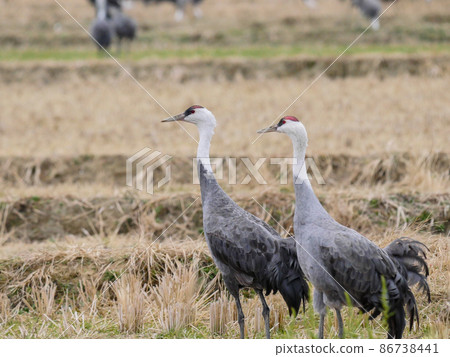 Hooded crane 4 pair Hooded crane 4 pair 86738441