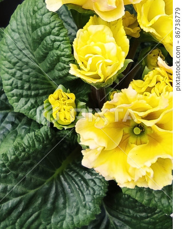 bright flowers macro photo. Macro photo in a summertime. 86738779