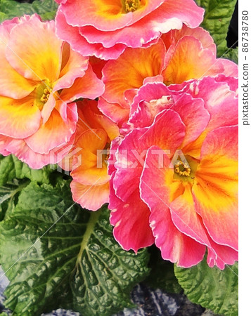 bright flowers macro photo. Macro photo in a summertime. 86738780