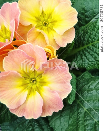 bright flowers macro photo. Macro photo in a summertime. 86738781