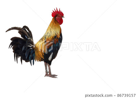 The fighting cock on white background have path 86739157