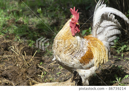 Cock with hen at solar day by springtime 86739214