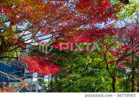 靜岡縣伊豆市修善寺秋葉季節修善寺溫泉鎮 靜岡縣伊豆市修善寺秋葉季節修善寺溫泉鎮 86739563