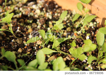 Italian parsley buds (from Futaba to true leaves) Location: Yamato City (Kanagawa Prefecture) 86739896