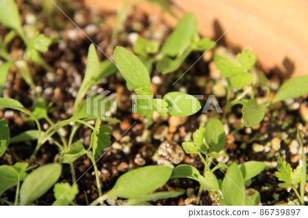 Italian parsley buds (from Futaba to true leaves) Location: Yamato City (Kanagawa Prefecture) Italian parsley buds (from Futaba to true leaves) Location: Yamato City (Kanagawa Prefecture) 86739897