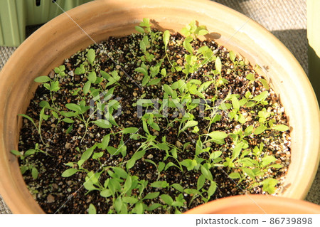 Italian parsley buds (from Futaba to true leaves) Location: Yamato City (Kanagawa Prefecture) Italian parsley buds (from Futaba to true leaves) Location: Yamato City (Kanagawa Prefecture) 86739898