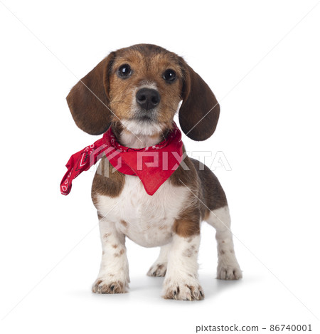 Piebald dachshund pup on white background Piebald dachshund pup on white background 86740001