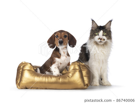 Piebald dachshund pup on white background Piebald dachshund pup on white background 86740006