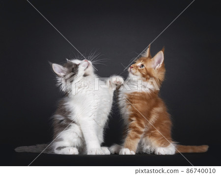 Set of Maine Coon cats on black background 86740010