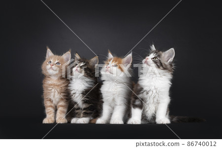 Row of Maine Coon cats on black background 86740012