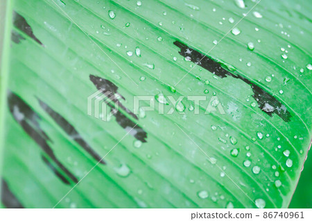 banana plant, blood banana or Musa acuminata or Musa balbisiana or dew drop banana plant, blood banana or Musa acuminata or Musa balbisiana or dew drop 86740961