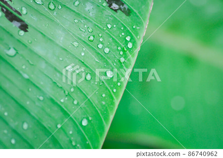 banana plant, blood banana or Musa acuminata or Musa balbisiana or dew drop banana plant, blood banana or Musa acuminata or Musa balbisiana or dew drop 86740962