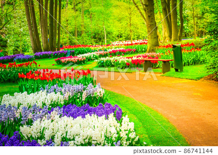 hyacinth flowerbeds hyacinth flowerbeds 86741144