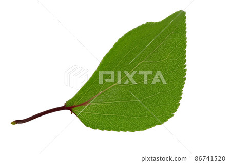 Apricot leaf isolated on a white background. Apricot leaf isolated on a white background. 86741520