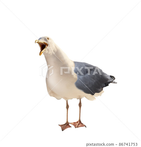 Live wild seagull in full growth with open beak on a white background Live wild seagull in full growth with open beak on a white background 86741753