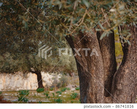 walk in olive grove, Harvest ready to produce extra virgin olive oil walk in olive grove, Harvest ready to produce extra virgin olive oil 86741816