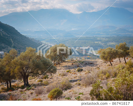 walk in olive grove, Harvest ready to produce extra virgin olive oil 86741817