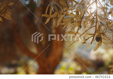 walk in olive grove, Harvest ready to produce extra virgin olive oil walk in olive grove, Harvest ready to produce extra virgin olive oil 86741818