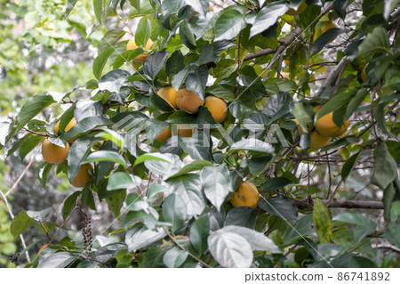Persimmon fruits on a tree branch among green leaves. 86741892