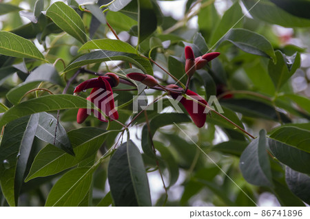 Buds of a red flower on the branches of a tree among green leaves. Buds of a red flower on the branches of a tree among green leaves. 86741896