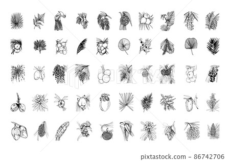 Collection of monochrome illustrations of palm trees in sketch style. Hand drawings in art ink style. Black and white graphics. 86742706