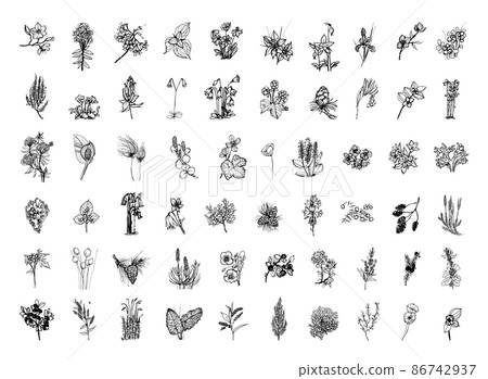 Collection of monochrome illustrations of nordic plants in sketch style. Hand drawings in art ink style. Black and white graphics. Collection of monochrome illustrations of nordic plants in sketch style. Hand drawings in art ink style. Black and white graphics. 86742937