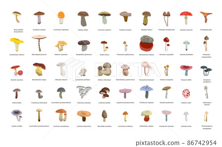 Collection of realistic mushrooms with names. 86742954
