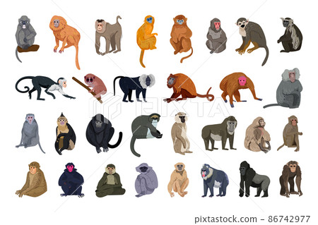 Vector collection of monkeys in a detailed style. Vector collection of monkeys in a detailed style. 86742977
