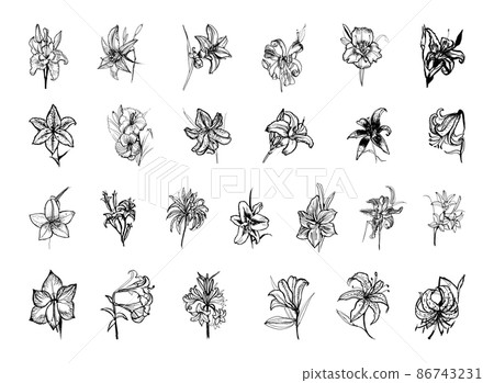 Collection of monochrome illustrations of lily in sketch style. Hand drawings in art ink style. Black and white graphics. 86743231