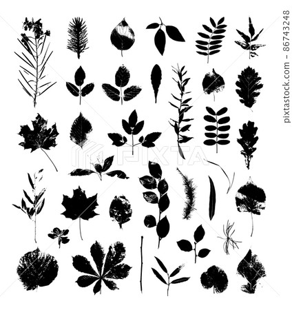 Collection of traced texture leaves of different bushes and trees. Plant objects isolated on a white background. Collection of traced texture leaves of different bushes and trees. Plant objects isolated on a white background. 86743248