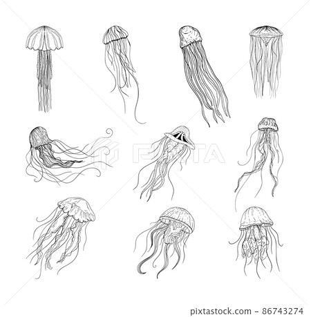 Collection of monochrome illustrations of jellyfishes in sketch style. Hand drawings in art ink style. Black and white graphics. Collection of monochrome illustrations of jellyfishes in sketch style. Hand drawings in art ink style. Black and white graphics. 86743274