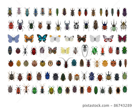 Collection of realistic colorful insects. Collection of realistic colorful insects. 86743289