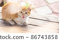 Sweet little kitten on a wooden bench 86743858