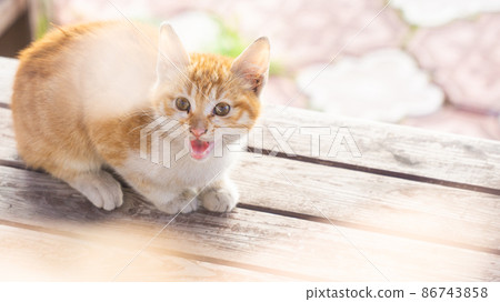 Sweet little kitten on a wooden bench Sweet little kitten on a wooden bench 86743858