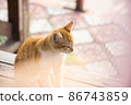 Sweet little kitten on a wooden bench 86743859