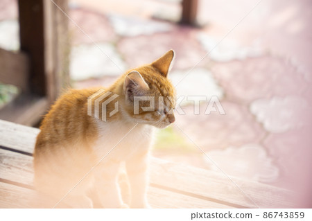 Sweet little kitten on a wooden bench Sweet little kitten on a wooden bench 86743859