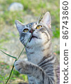 Cute cat enjoying nature 86743860