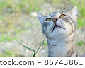 Cute cat enjoying nature 86743861