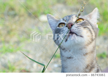 Cute cat enjoying nature Cute cat enjoying nature 86743861