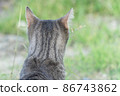 Cute cat enjoying nature 86743862
