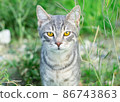 Cute cat enjoying nature 86743863