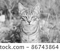 Cute cat enjoying nature 86743864