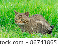 Cute cat enjoying nature 86743865